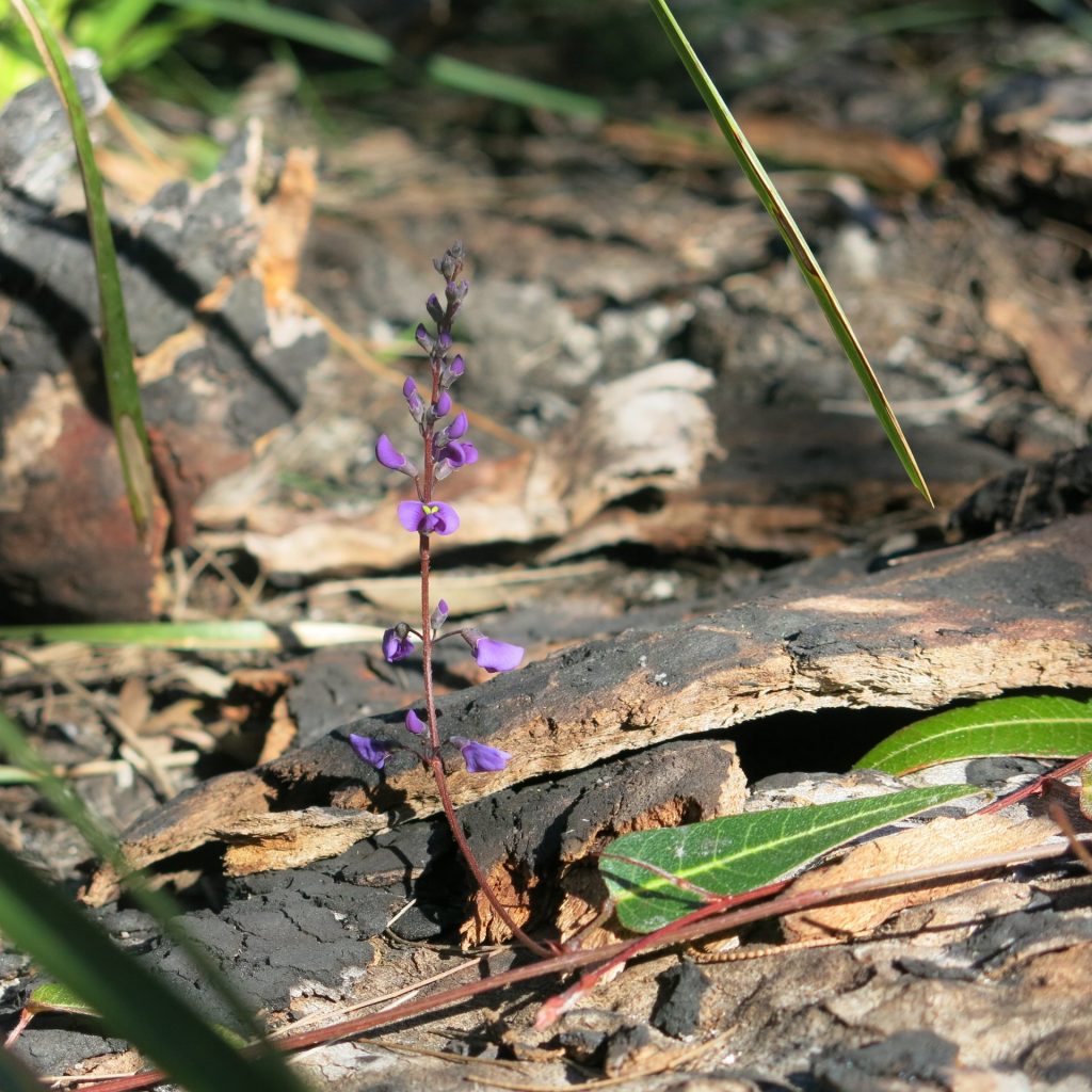 Native purple flower stem