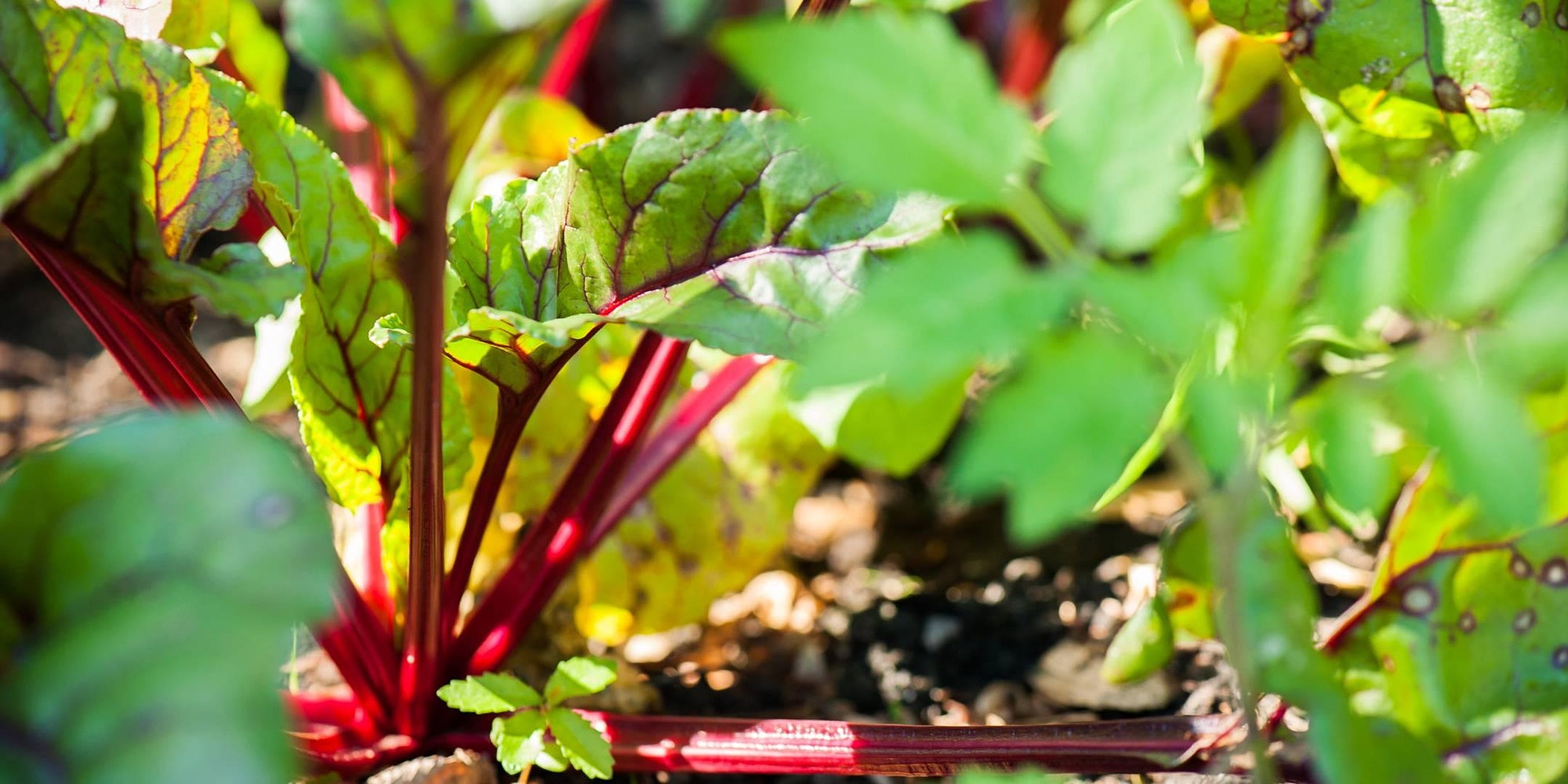 Close up of green leaves with red stalks - red rainbow chard